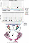 Mutational maps of OPTN and TBK1.