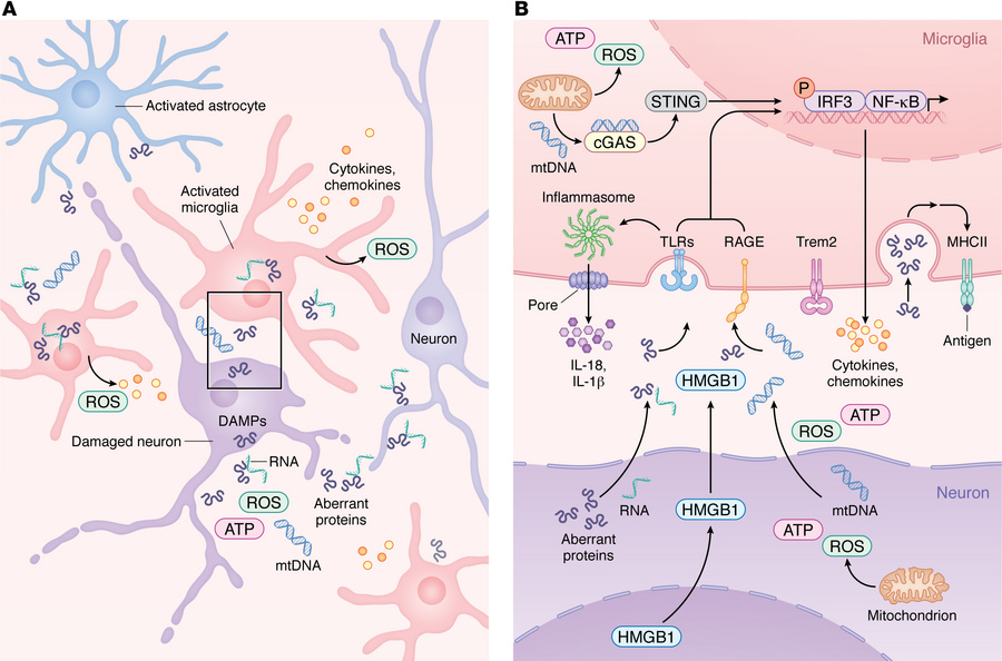 Innate immune activation and microglial transition during neurodegenerat...