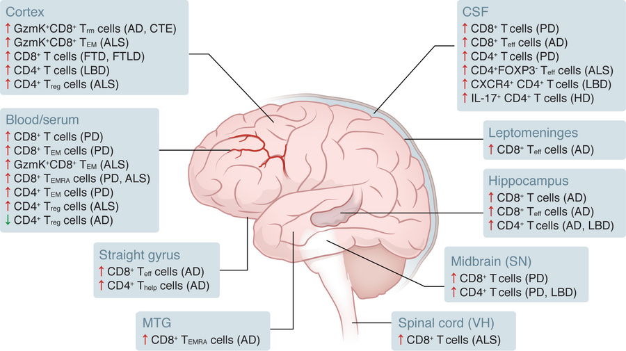 CNS distribution of CD4+ and CD8+ T cells across neurodegenerative disea...