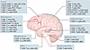 CNS distribution of CD4+ and CD8+ T cells across neurodegenerative diseases