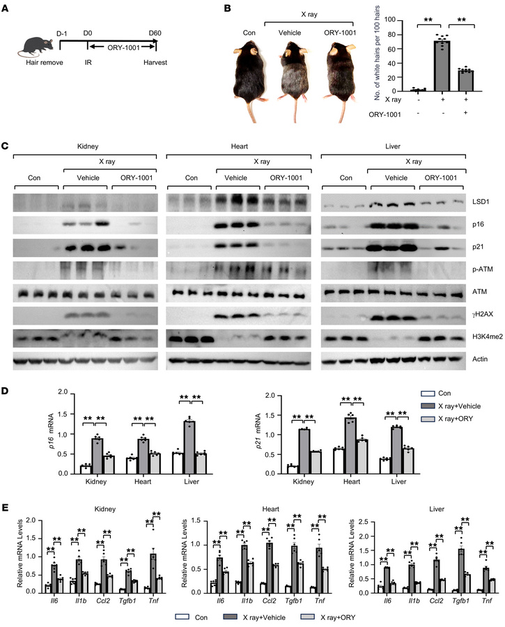 Treatment with ORY-1001 decreases IR-induced DNA damage in mouse organs ...