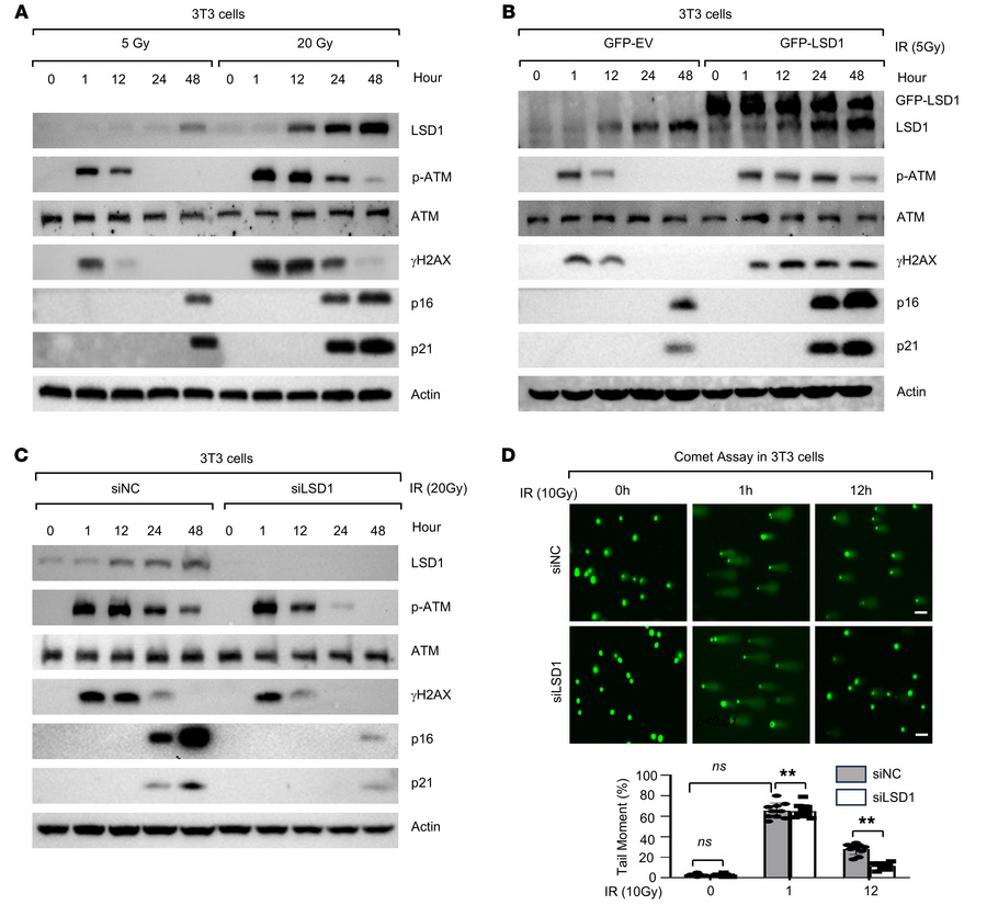 Increased LSD1 is involved in DNA damage–mediated senescence and DNA dam...