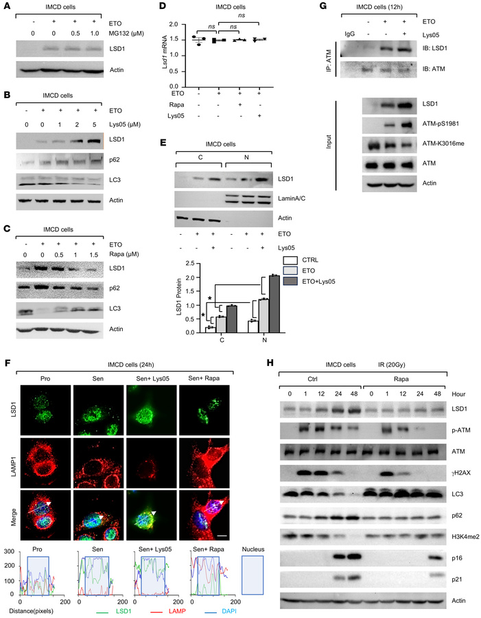 LSD1 is subjected to autophagosome-lysosome degradation during cellular ...