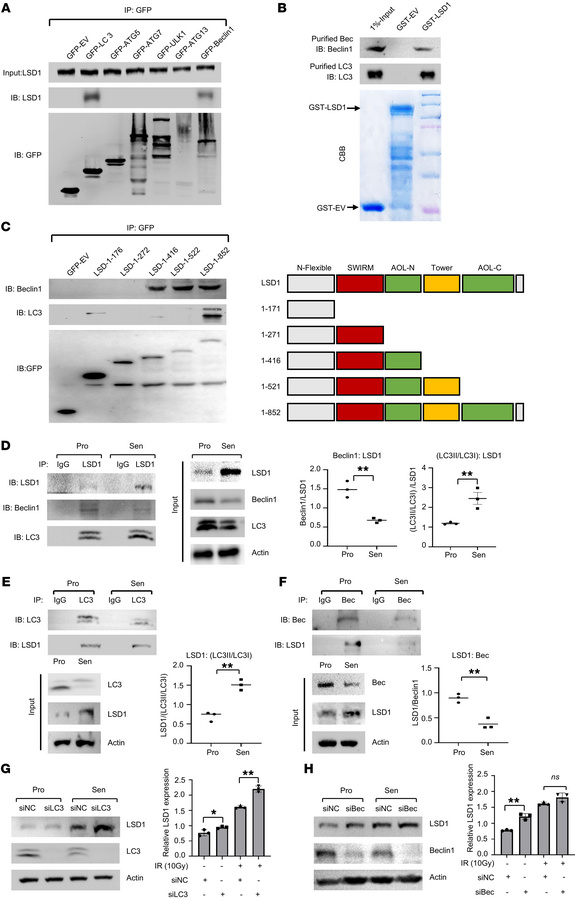 LSD1 interacts with autophagy protein LC3 and Beclin1.
(A) Immunoprecipi...