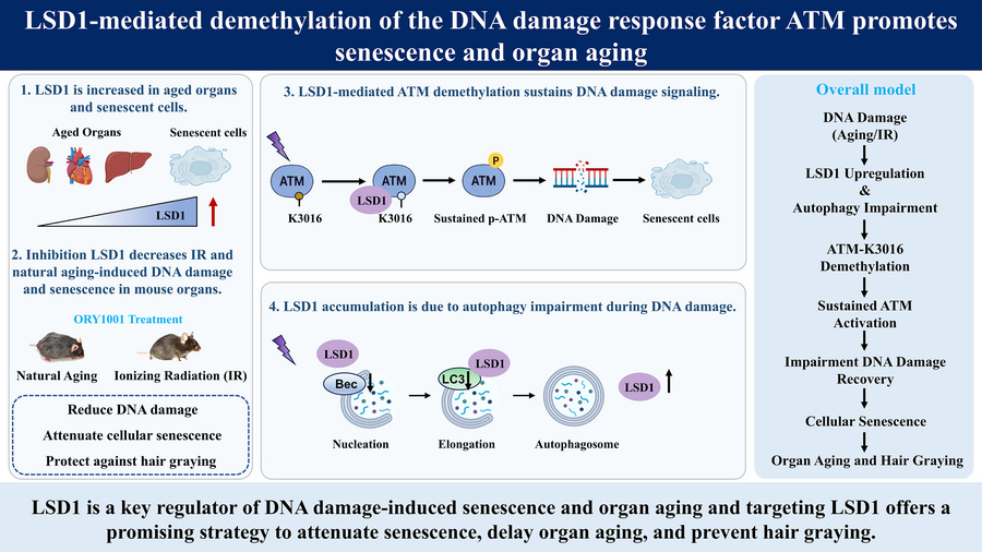 graphical abstract