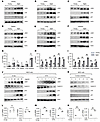 The expression of LSD1 is increased in aged organs and senescent cells.