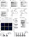 Targeting LSD1 decreases cellular senescence and elimination of senescent c