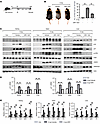 Treatment with ORY-1001 decreases IR-induced DNA damage in mouse organs and