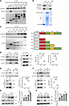 LSD1 interacts with autophagy protein LC3 and Beclin1.