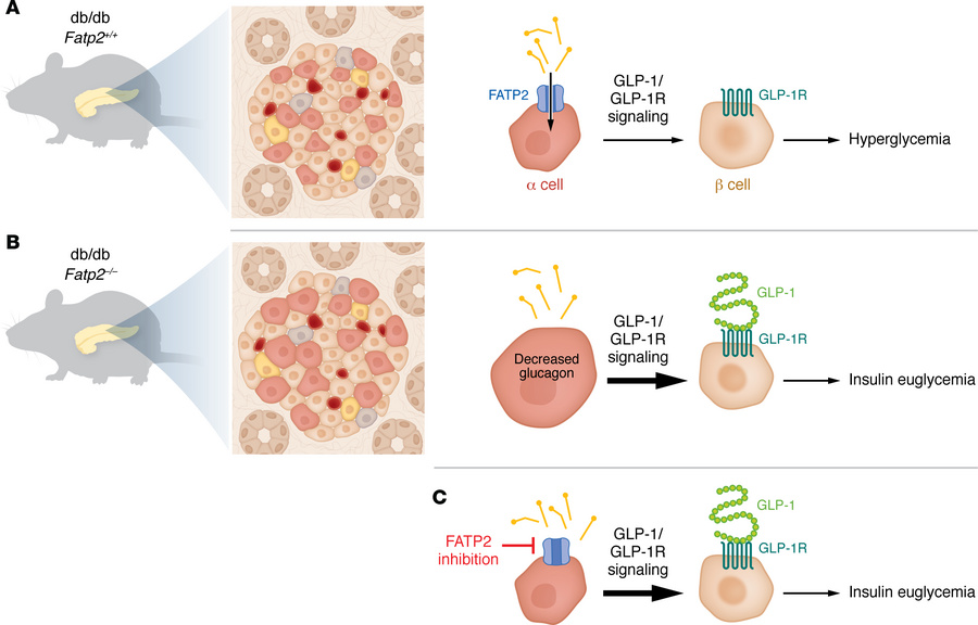 FATP2 links lipid handling to GLP-1 secretion in a cells, with implicati...