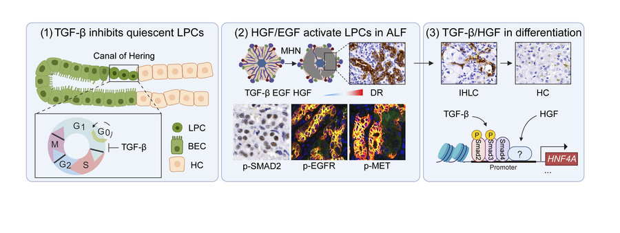 graphical abstract
