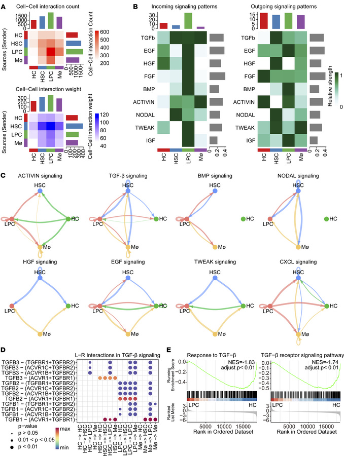 Cell-cell communications between LPCs, macrophages, and HSCs in ALF.
(A)...