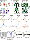 Cell-cell communications between LPCs, macrophages, and HSCs in ALF.