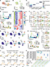 ScRNA-seq reveals TGF-β and HGF signaling during cholangiocyte-to-hepatocyt