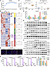HGF overrides TGF-β–mediated cell cycle arrest in LPCs.