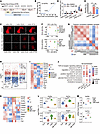 TGF-β signaling is required for cholangiocyte/LPC-mediated liver regenerati