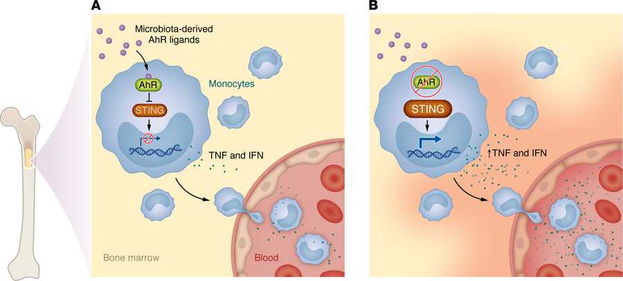 The AhR functions as a homeostatic brake on monocyte responses to microb...
