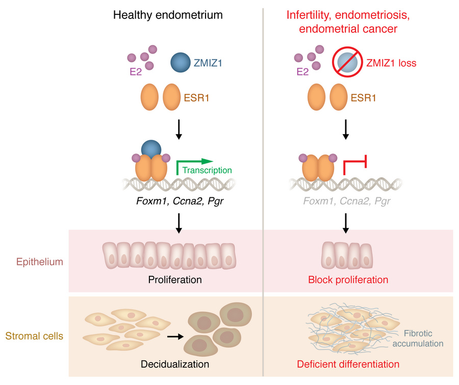 ZMIZ1 functions as a transcriptional coregulator of ESR1 to maintain est...