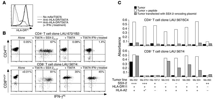 SSX-2–specific CD4+ T cells do not directly recognize SSX-2–expressing t...