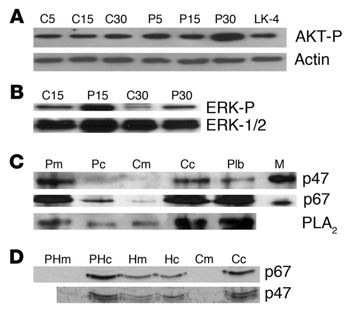 Functional evidence for NADPH oxidase activity. Gel-filtered human plate...