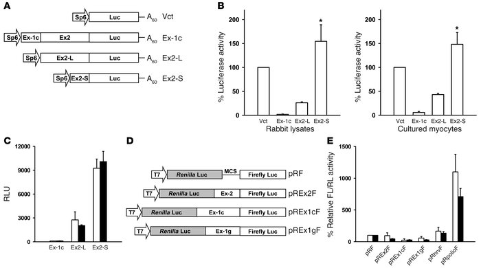 Effect of hypoxia on translation of nNOS leader exons. (A) Design of the...