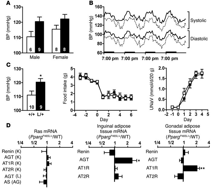Elevated BP in PpargP465L/+ mice. (A) BP of 14- to 16-week-old wild-type...