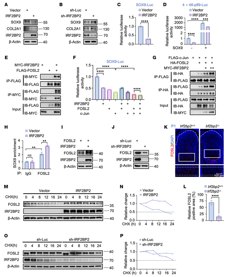 IRF2BP2 interacts with and stabilizes FOSL2 to inhibit SOX9 transcriptio...