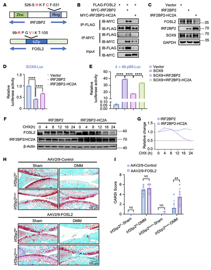 IRF2BP2 requires FOSL2 interaction to inhibit SOX9 activity.
(A) Schemat...