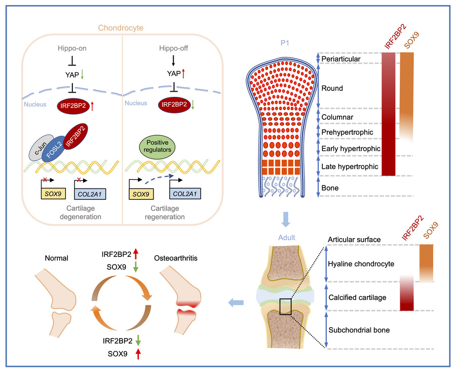 graphical abstract