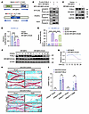 IRF2BP2 requires FOSL2 interaction to inhibit SOX9 activity.