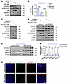 IRF2BP2 acts as a Hippo pathway hub component to modulate SOX9 expression a