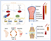 Schematic model representing the Hippo/IRF2BP2/FOSL2/SOX9 axis in cartilage