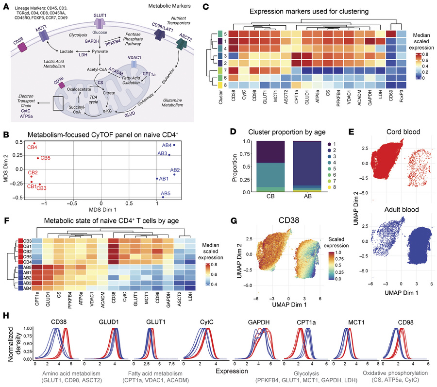 Neonatal naive CD4+ T cells express distinct patterns of metabolic prote...