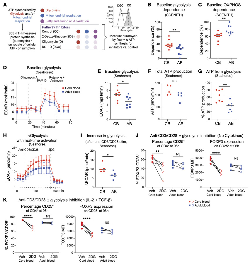 Neonatal naive CD4+ T cells demonstrate a metabolic preference for glyco...