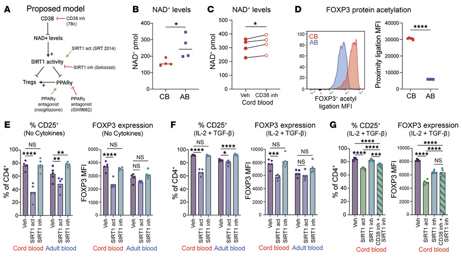 The NAD+-dependent deacetylase, SIRT1, modulates FOXP3 expression in sti...