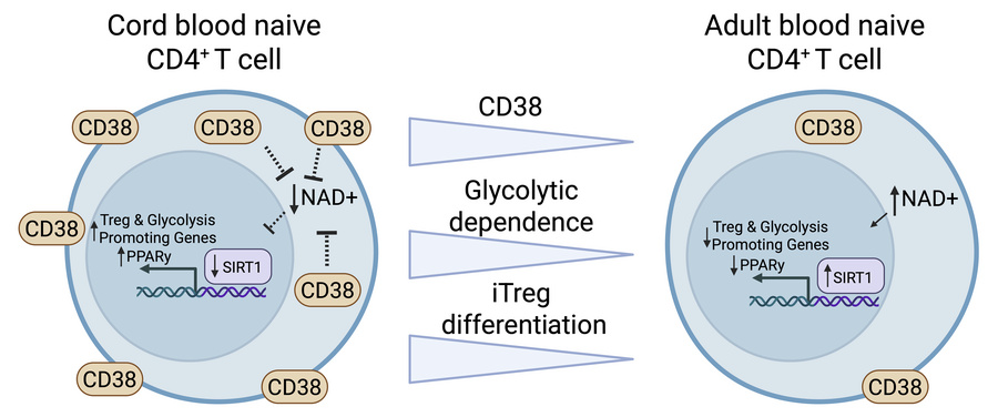 graphical abstract