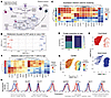 Neonatal naive CD4+ T cells express distinct patterns of metabolic proteins
