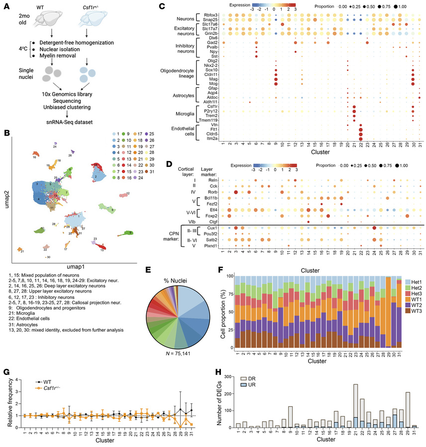 snRNA-seq identifies major populations of neurons and glial cells and sh...