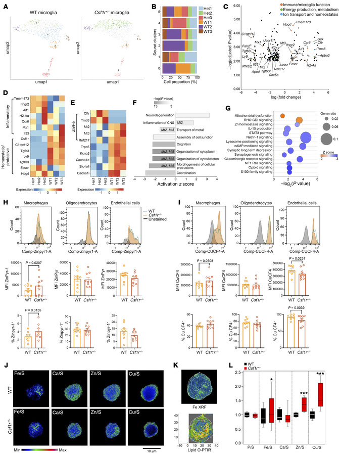 
Csf1r+/– heterozygosity alters mitochondrial function and causes transi...