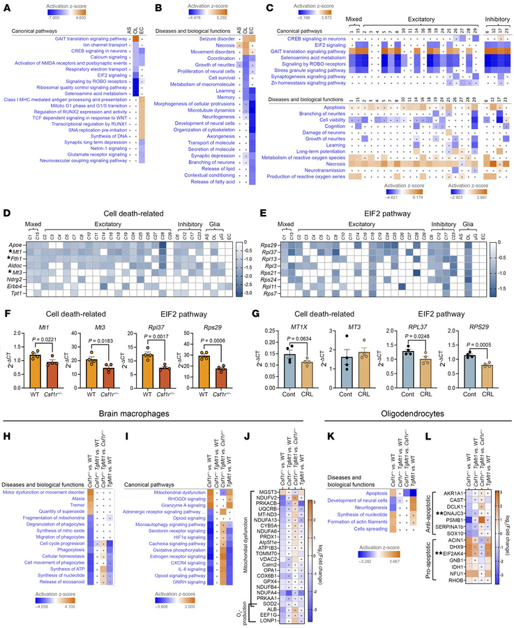 Early activation of stress and cell death pathways in Csf1r+/– mice and ...