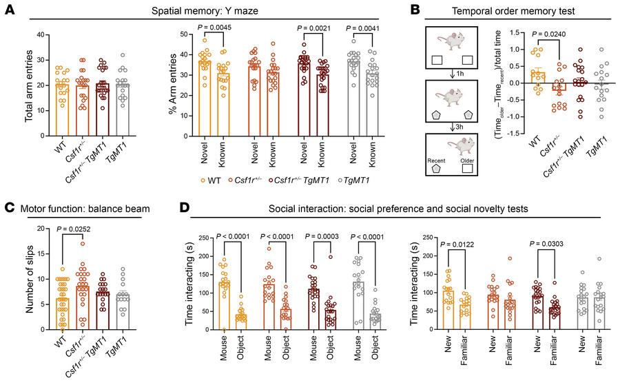 Transgenic overexpression of Mt1 suppresses symptom development in Csf1r...