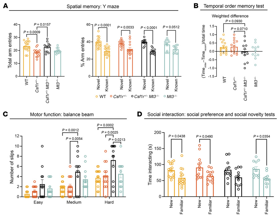 Genetic ablation of Mt3 accelerates symptom development in Csf1r+/– mice...