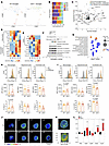 Csf1r+/– heterozygosity alters mitochondrial function and causes transition