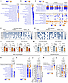Early activation of stress and cell death pathways in Csf1r+/– mice and eff
