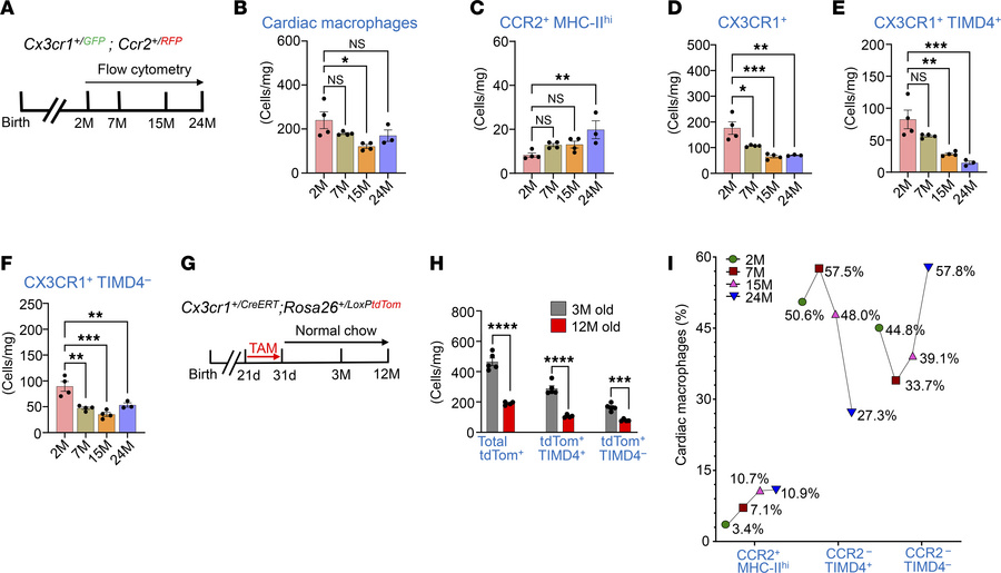 Dynamics of macrophage subtypes in the mouse heart with aging.
(A) Exper...
