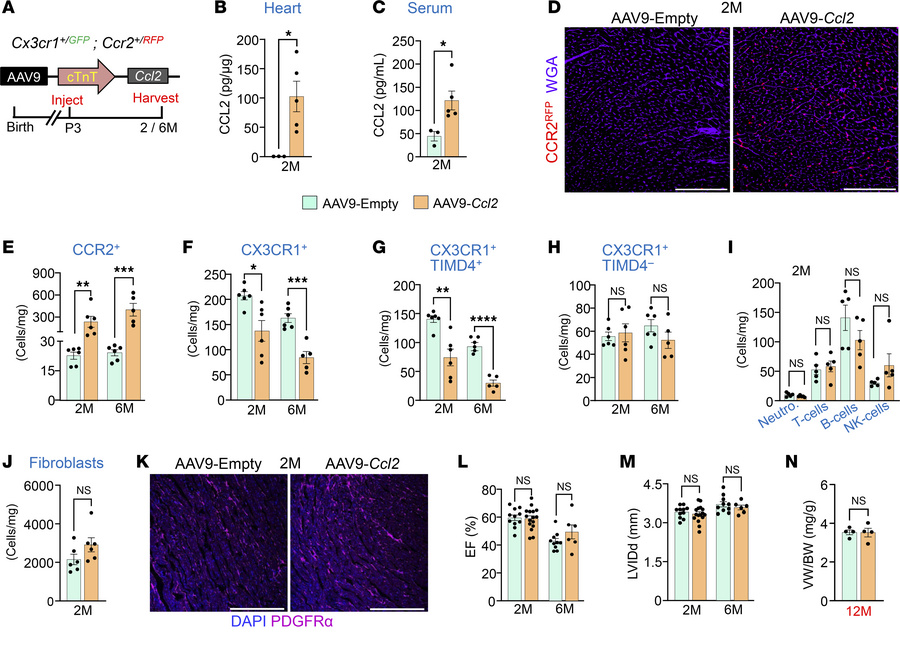 Cardiac-specific CCR2+ macrophage enrichment does not induce pathology i...