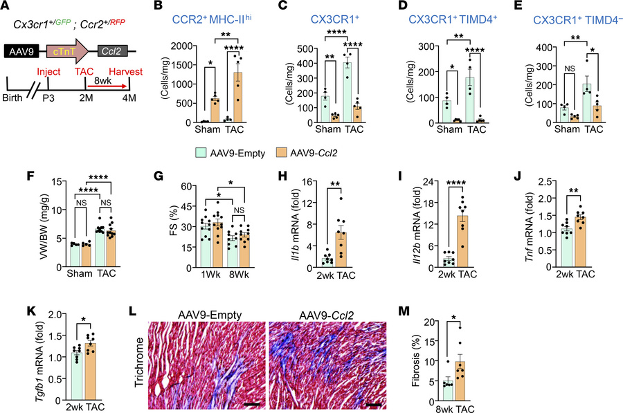 Increased cardiac CCR2+ macrophages exacerbate TAC-induced fibrosis.
(A)...