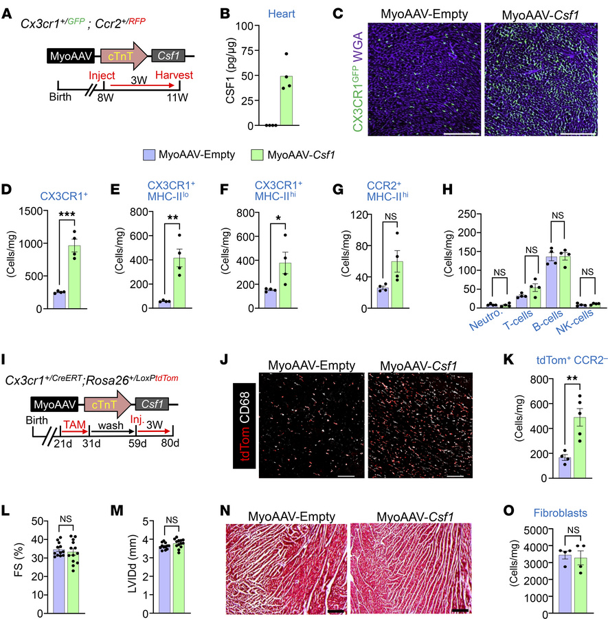Controlled expansion of tissue-resident macrophages in the heart.
(A) Sc...