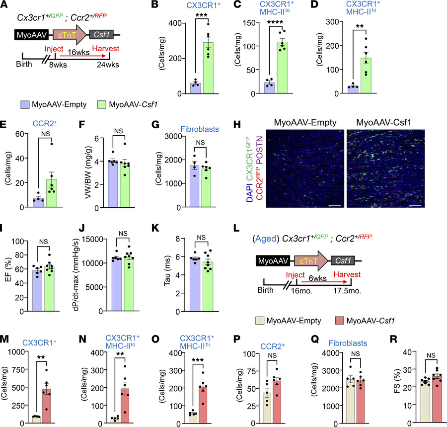 Long-term expansion of CX3CR1+ macrophages does not induce pathophysiolo...