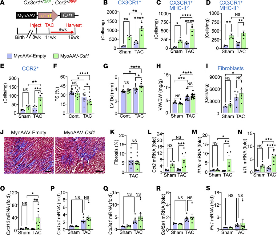Augmented CX3CR1+ macrophages exacerbate cardiac dysfunction without fib...